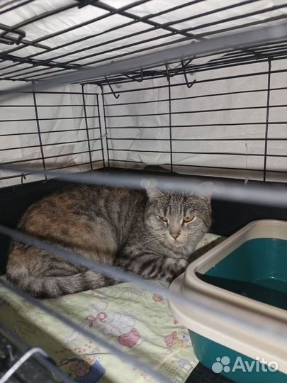 С глазами чайного цвета с выбитым окрасом кошечка