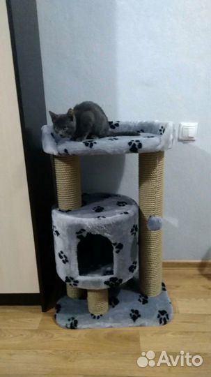 Когтеточка домик