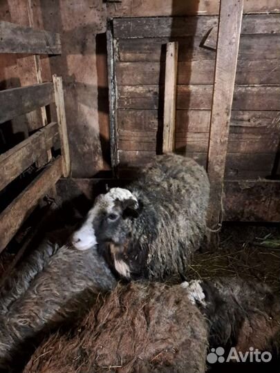 Овцы, бананы