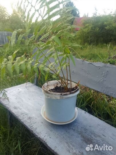 Папоротник садовый