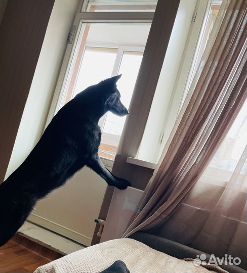 Служебная собака