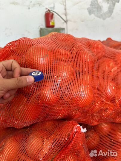 Лук репчатый