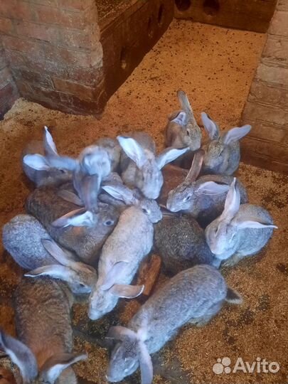 Кролики мясных пород