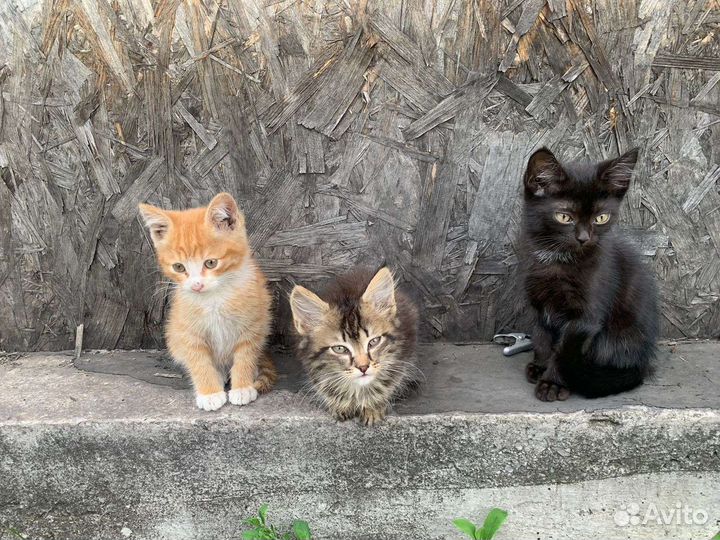 Кошка в дар