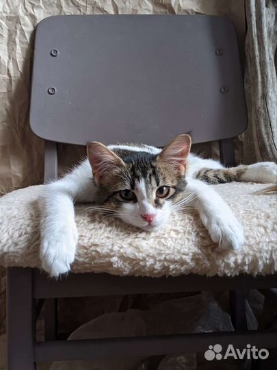 Котенок в добрые руки