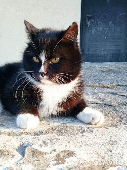 Кошка ищет дом