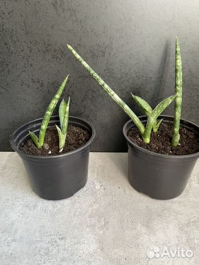 Сансевиерия цилиндрика