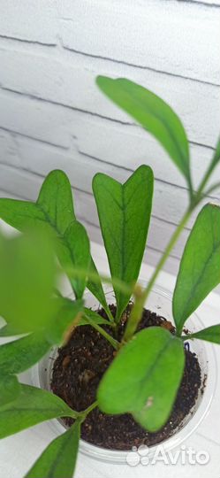 Шеффлера Emarginata