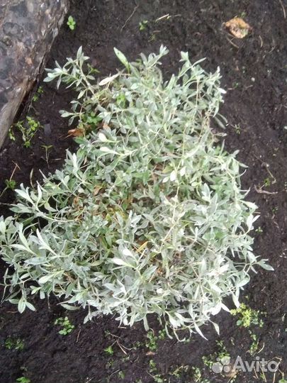 Ясколка. Кустики разного размера