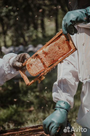 2024 Мед натуральный из Алтая опт