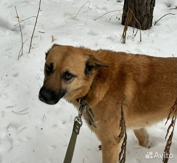 Собака в добрые руки
