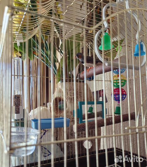 Зебровые амадины