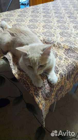 Котик в дар