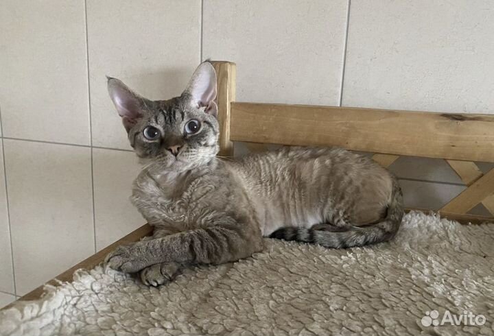 Девон-рекс котик Гальяно