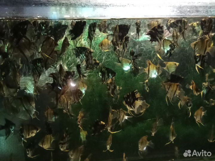 Аквариумные рыбки