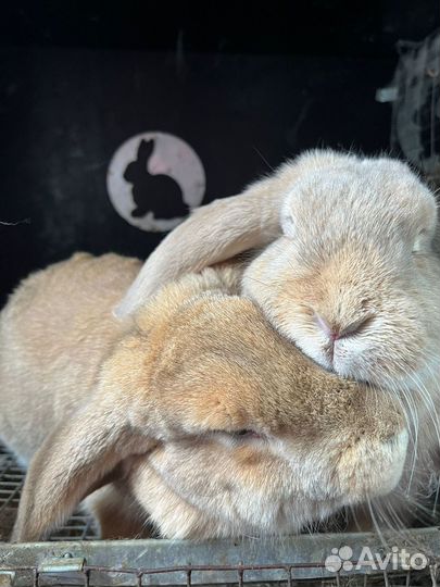 Кролик породы французский баран