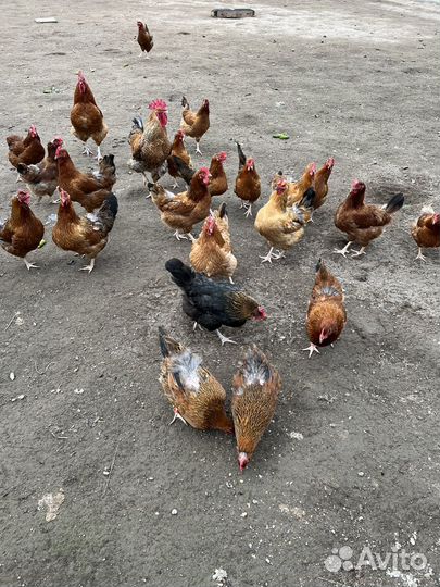 Яйцо куриное