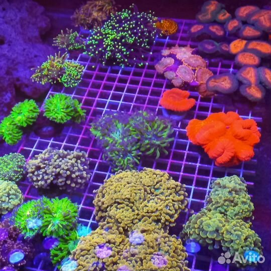 Морские кораллы