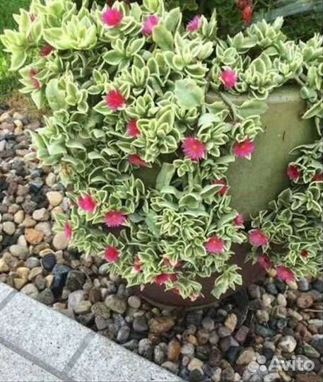 Аптения вариегатная