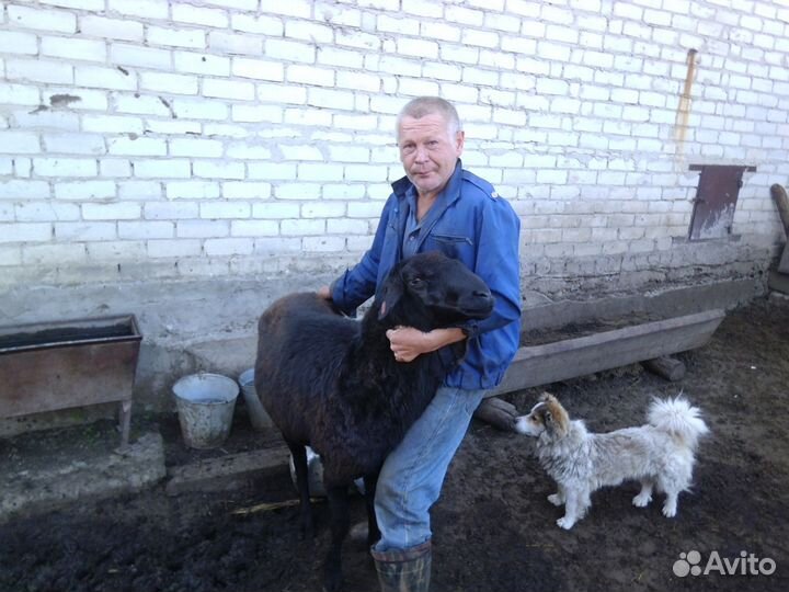 Эдильбаевские овцы