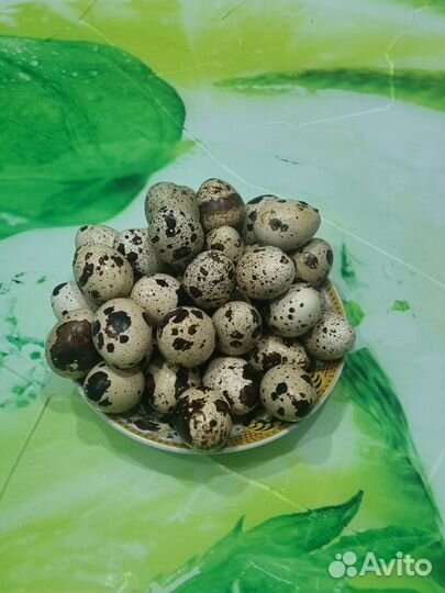 Домашняя птица перепела