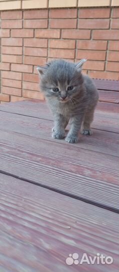 Котята в самые добрые руки