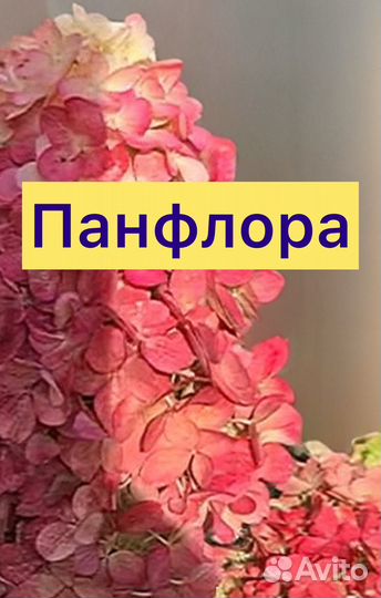 Гортензия панфлора 450 с1 оригинал с паспортом