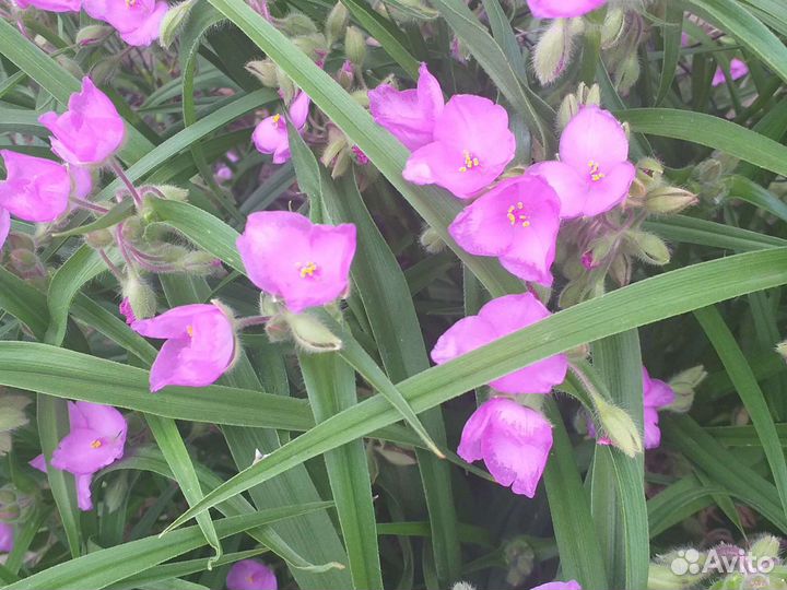 Традесканция розовая