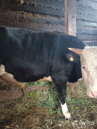 Продам быков