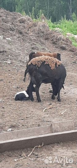 Овцы бараны