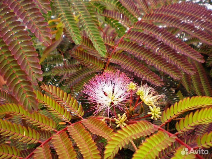 Акация ленкоранская