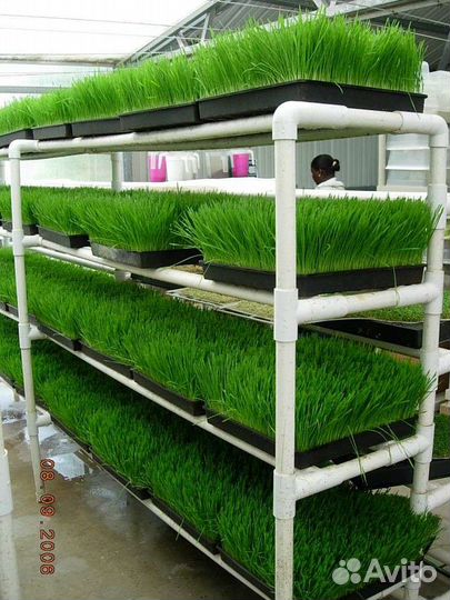 Витграсс натуральный легкоусвояемый полезный