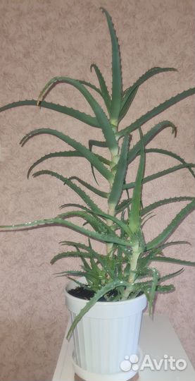 Алоэ 7-летний лечебный - «Столетник»