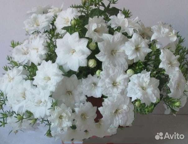 Кампанула жених и невеста