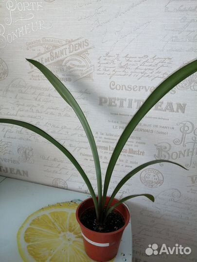 Гиппеаструм красный