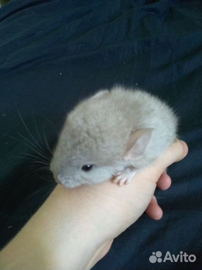 Шиншиллы Бархатная пастель