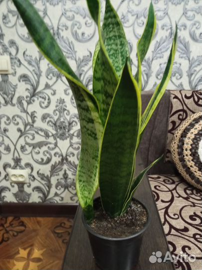 Сансевиерия