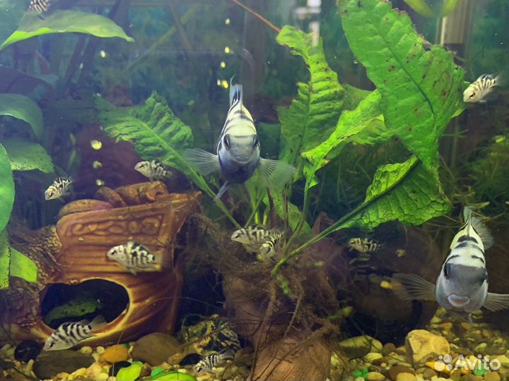 Рыбка сапфировый попугай