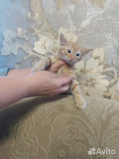 Отдам в добрые руки