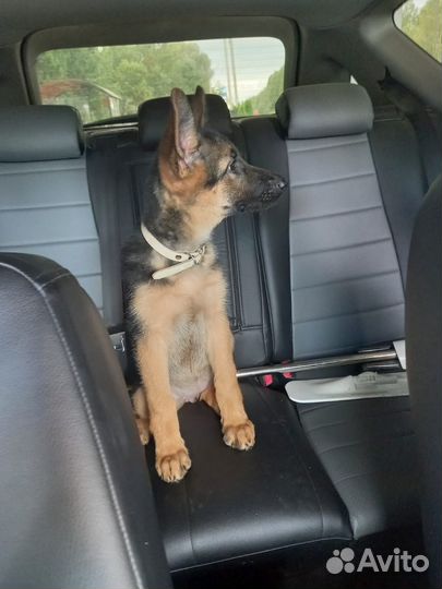 Немецкая овчарка