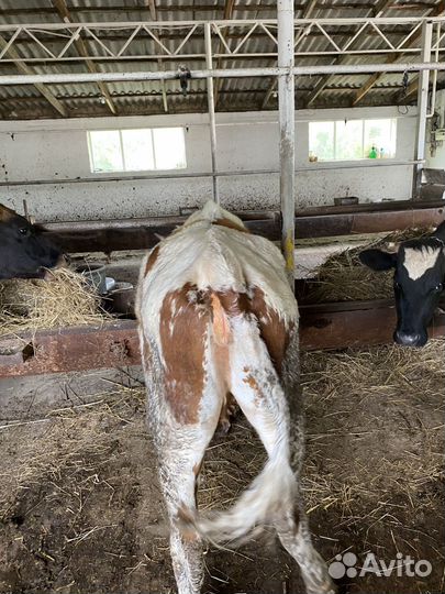 Крс с/х животные