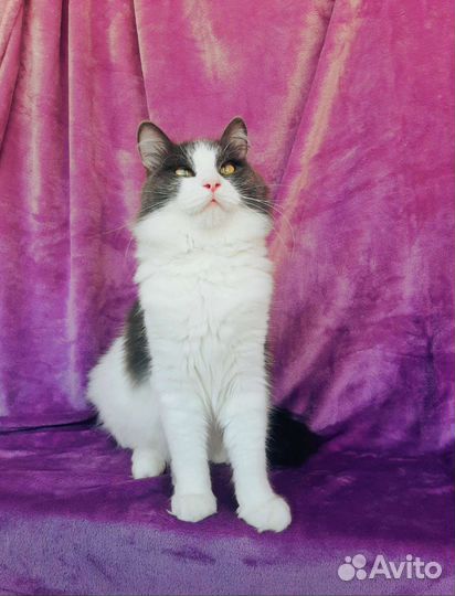 Молодой котик в добрые руки