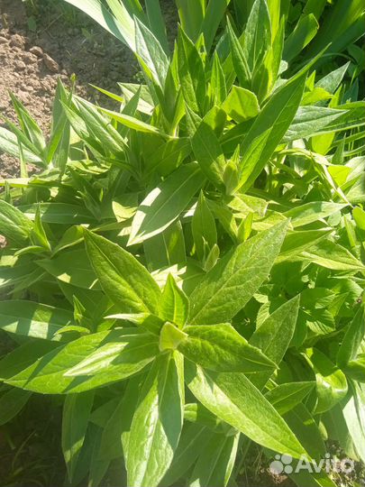 Васильки садовые синие и розовые