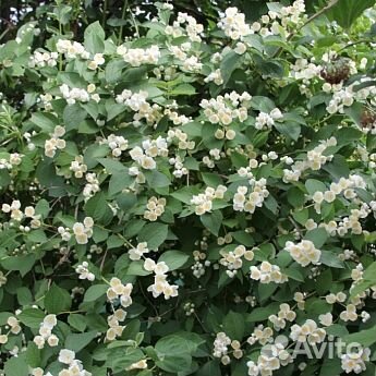 Саженцы Жасмин (чубушник) воздушный Десант