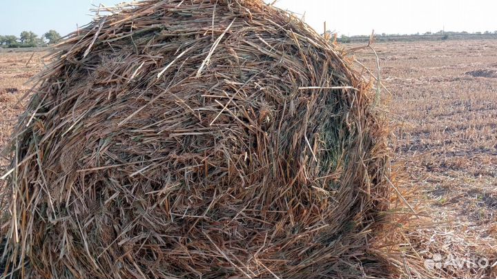 Продам сено в рулонах