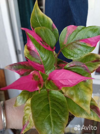 Альтернантера