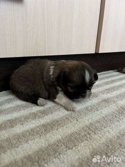 Щенки пекинеса