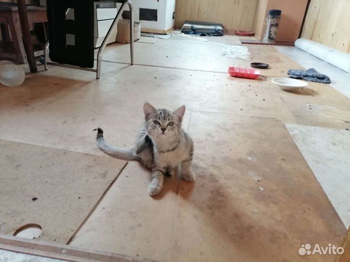 Отдам бесплатно котят