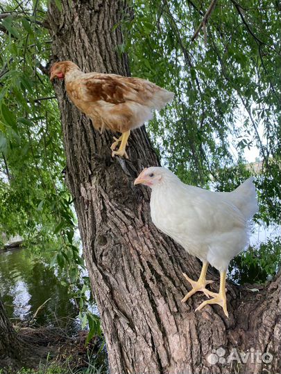 Куры несушки молодки Минорка
