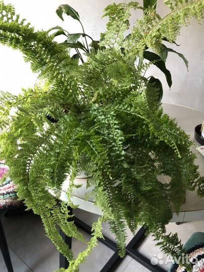 Спатифиллум, папоротник